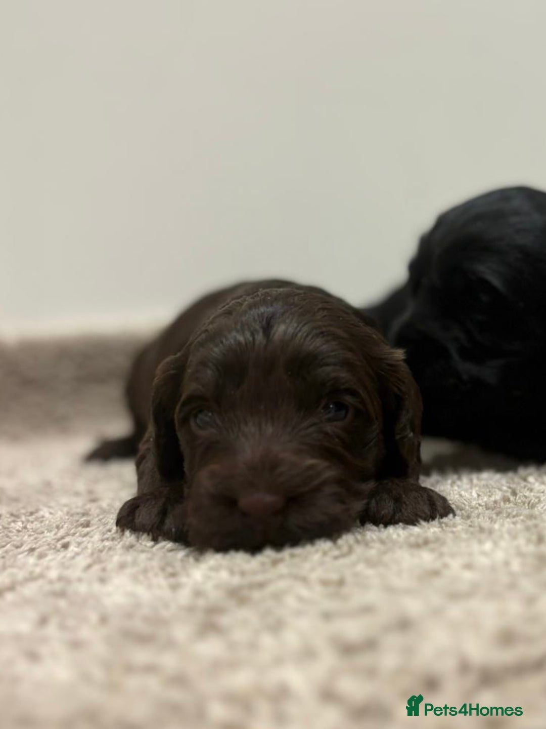 Cockapoo dogs for sale: Stunning cockapoo girls with health tested parents - Advert 5