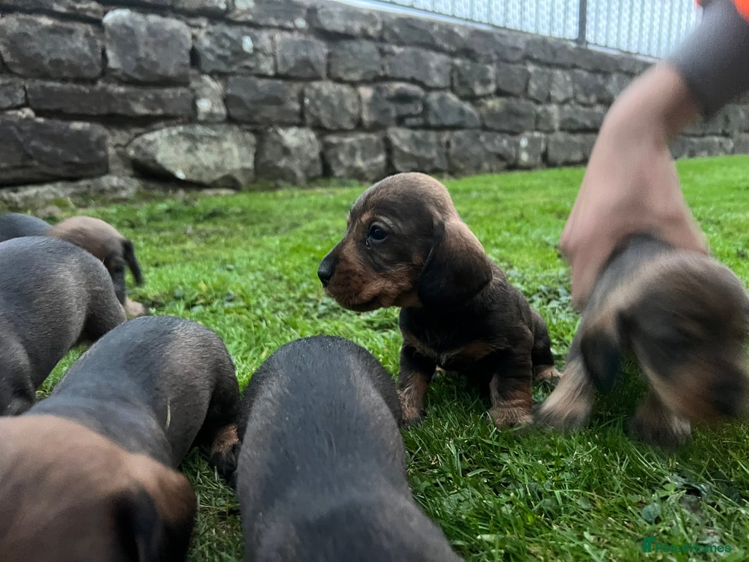 Dachshund dogs for sale: WHD - Wirehaired Dachshund (Teckle) Pups - Image 14
