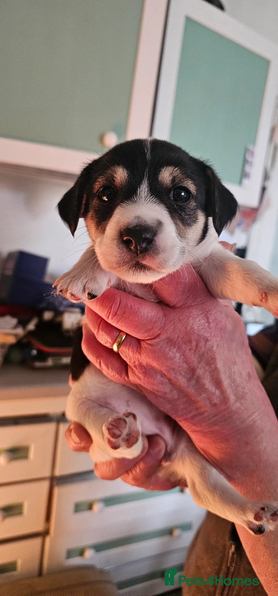 Jack Russell dogs for sale: Jack Russell Puppies - Advert 12