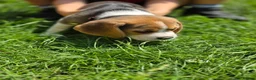 Beagle dogs for sale: Beagle puppies ready for love!! - Advert 11