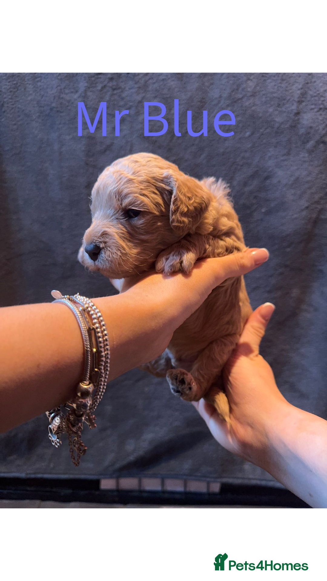 Australian Labradoodle dogs for sale: Extensively health tested Austrailian Labradoodles - Advert 15