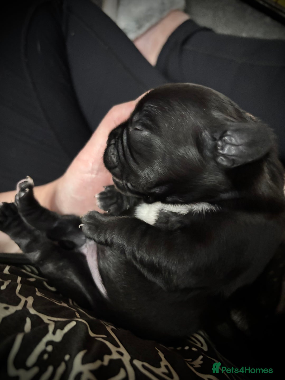 Mixed Breed dogs for sale: Spring bull puppies  - Advert 13