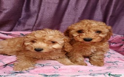 Cavapoo dogs for sale: Cavapoo puppy's  - Image 4