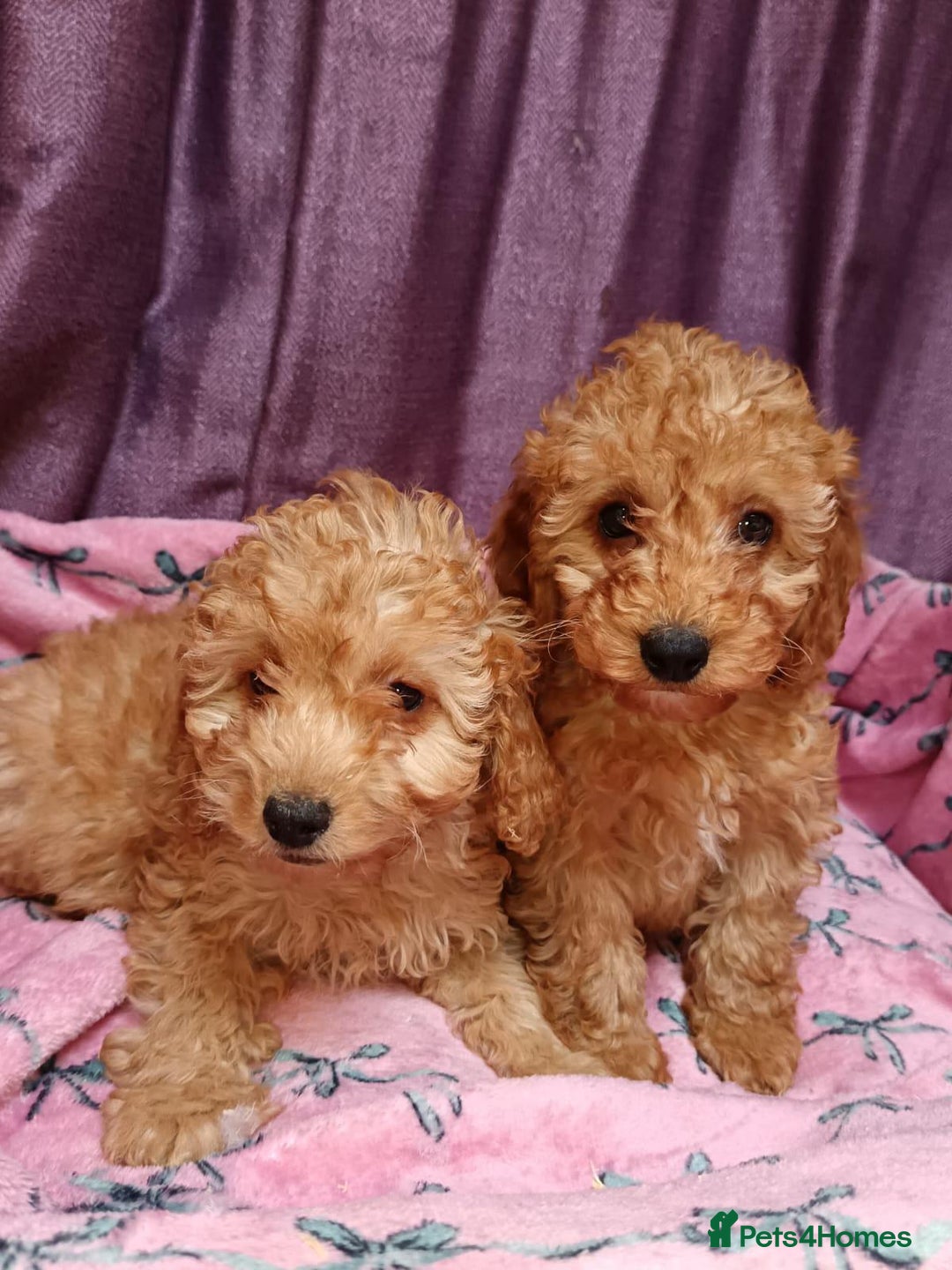 Cavapoo dogs for sale: Cavapoo puppy's  - Image 4