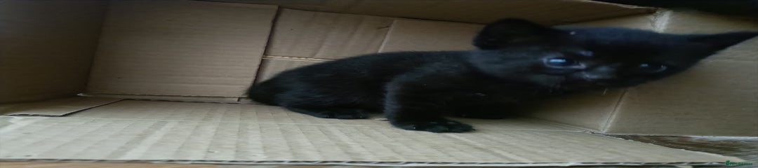 Mixed Breed Kitten 3