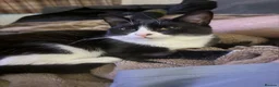 Mixed Breed cats for sale: *£0* 2 cats. Brother and sister  - Advert 4