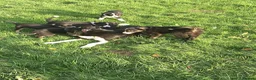 Border Collie dogs for sale: Adorable border collies looking for forever home - Advert 3
