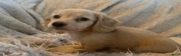 Miniature Dachshund dogs for sale: KC Longhaired Cream Miniature Dachshund Puppies - Advert 23