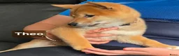 Japanese Shiba Inu dogs for sale: Foxy little shibas - Advert 31