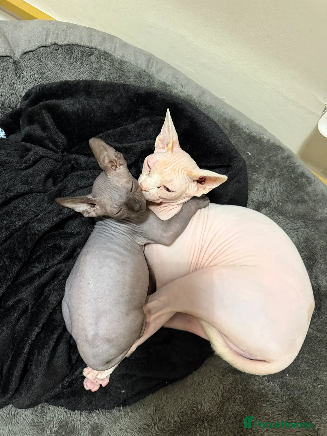 Sphynx cats for sale: Male sphynx kitten - Advert 16