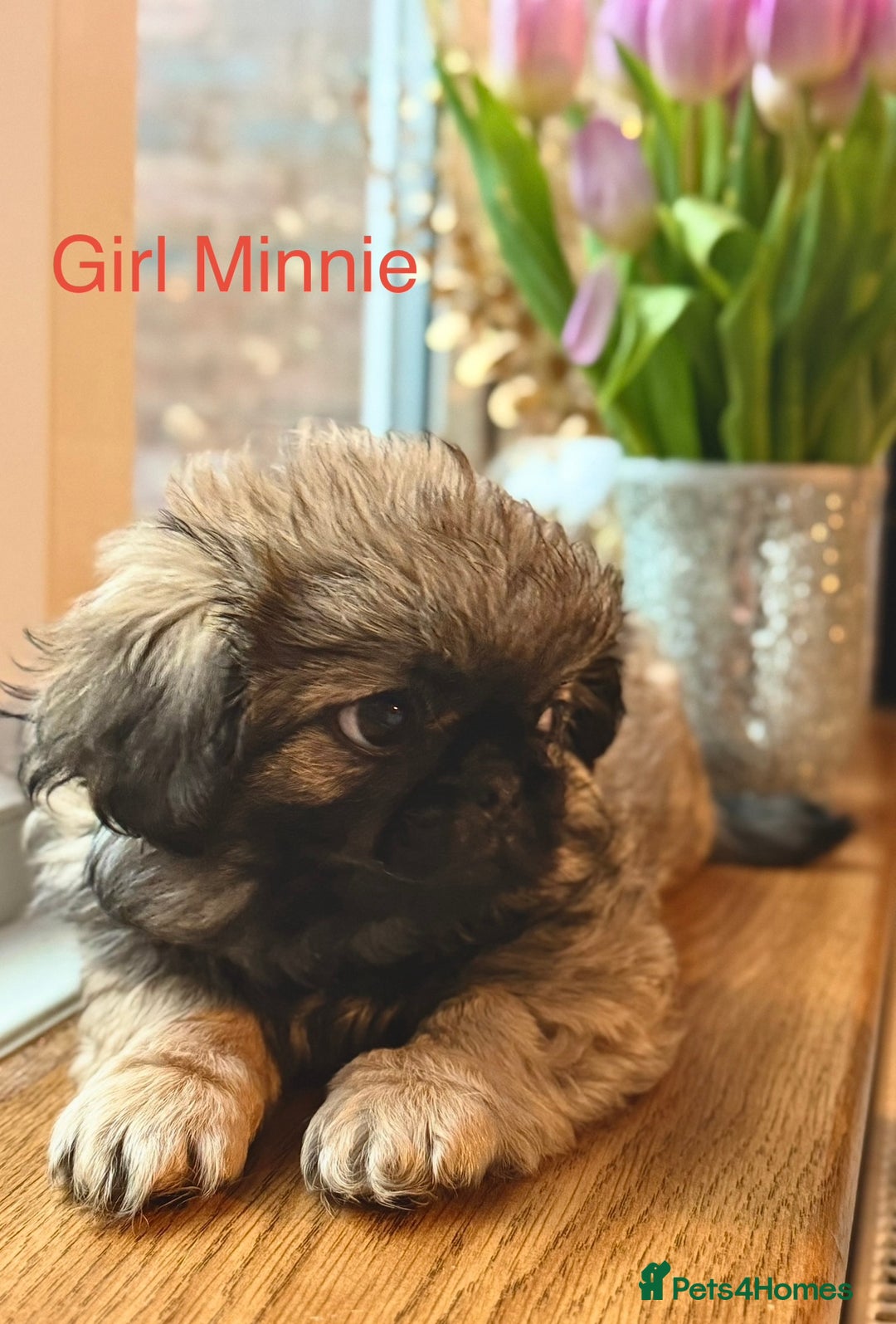 Pekingese dogs for sale: 🐾 Pekingese Puppies for Sale – 2 Girls & 1 Boy 🐾 - Advert 13