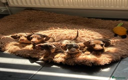 Miniature Dachshund dogs for sale: READY NOW - short haired miniature dachshunds  - Image 14