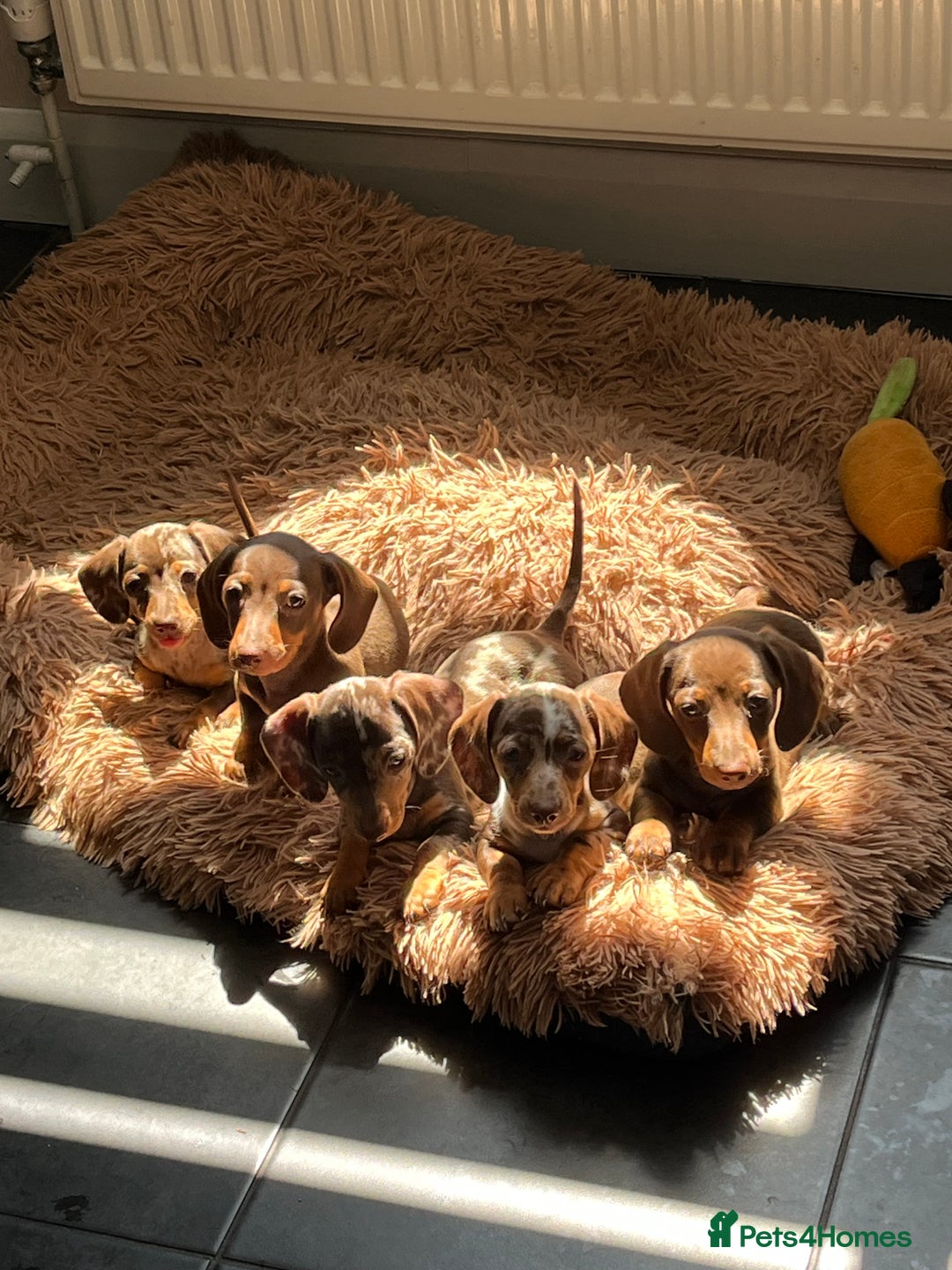 Miniature Dachshund dogs for sale: READY NOW - short haired miniature dachshunds  - Image 14