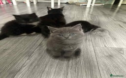 Mixed Breed cats for sale: Kittens for sale - Image 4