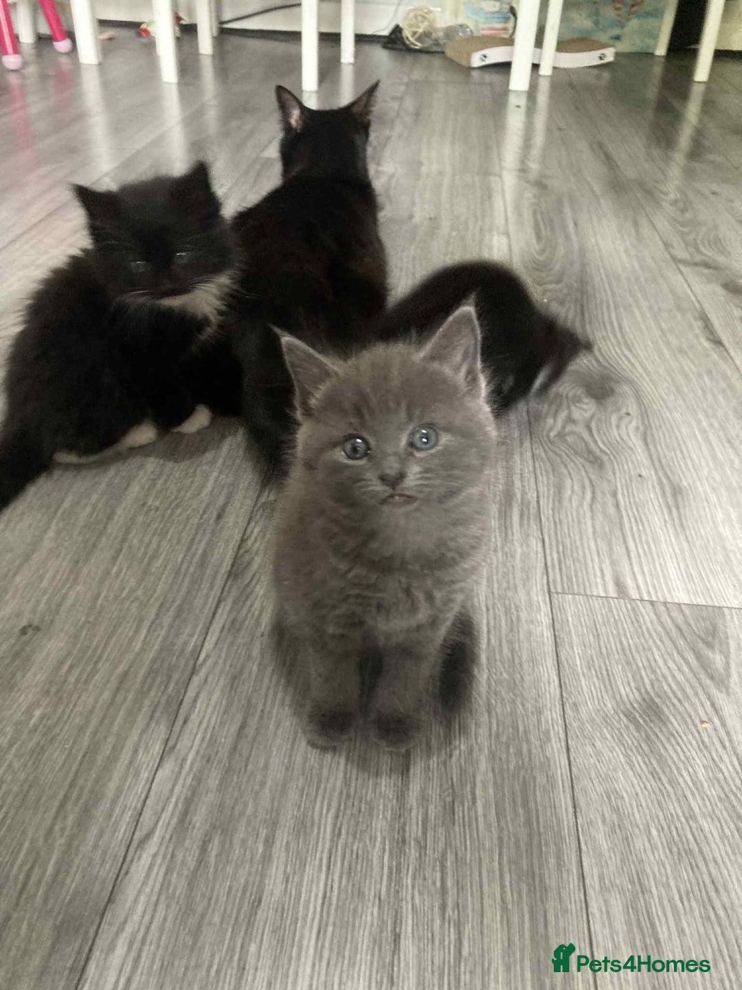 Mixed Breed cats for sale: Kittens for sale - Image 4