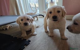 Goldendoodle dogs for sale: Goldendoodle retriever  - Image 32