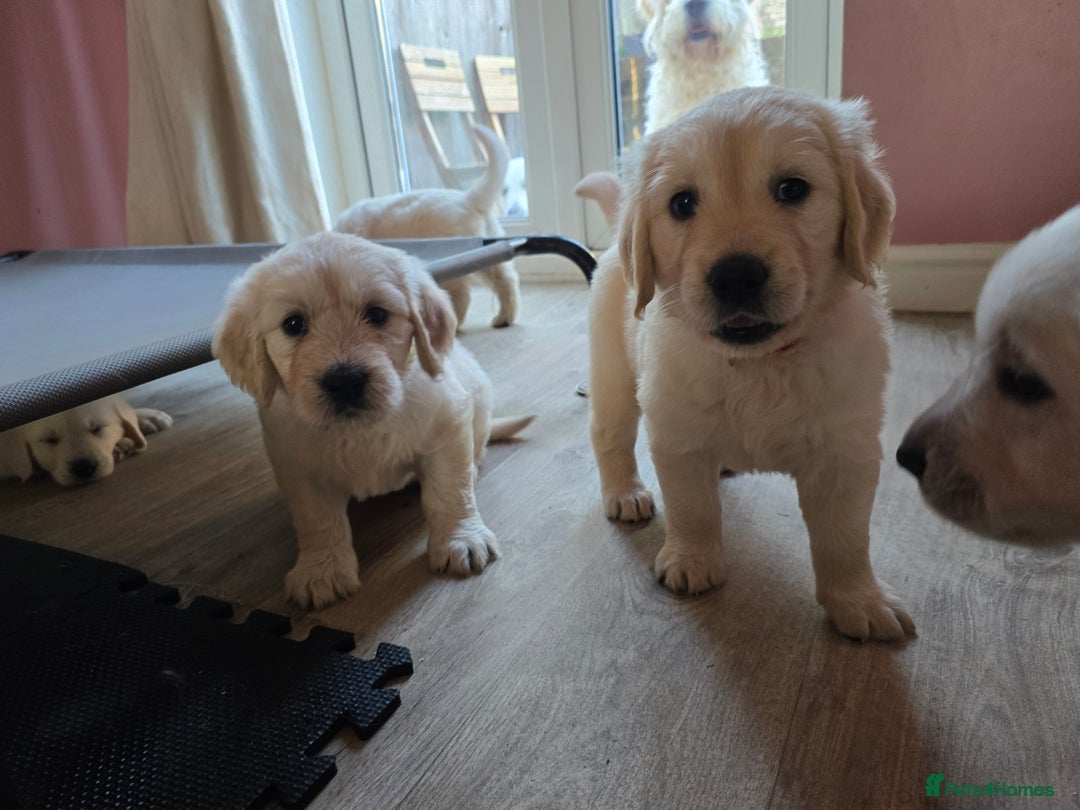 Goldendoodle dogs for sale: Goldendoodle retriever  - Image 32