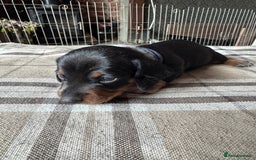 Miniature Dachshund dogs for sale: 🐾 Miniature Dachshund Puppies for Sale 🐾 - Image 14