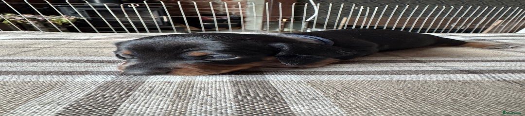Miniature Dachshund Puppy 2