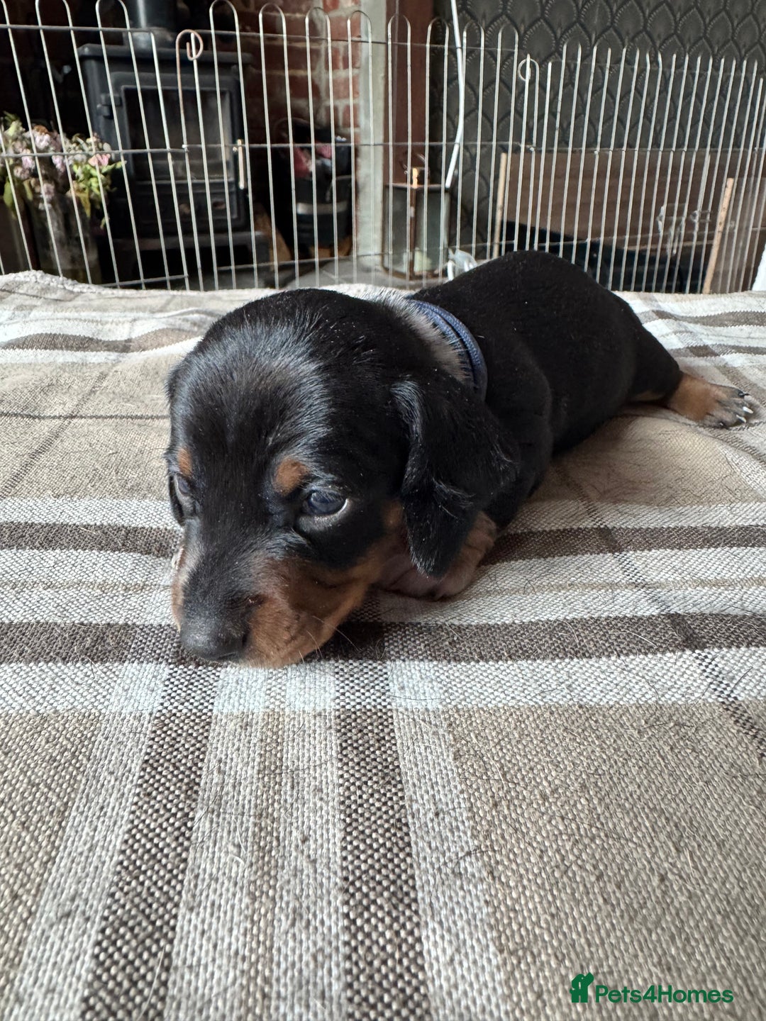 Miniature Dachshund dogs for sale: 🐾 Miniature Dachshund Puppies for Sale 🐾 - Image 14