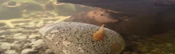 Mollies fish for sale: mollies and Albino Bristlenose Plecos  in Watford - Advert 2