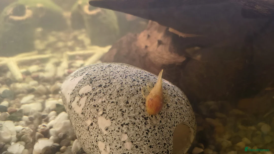 Mollies fish for sale: mollies and Albino Bristlenose Plecos  in Watford - Advert 2