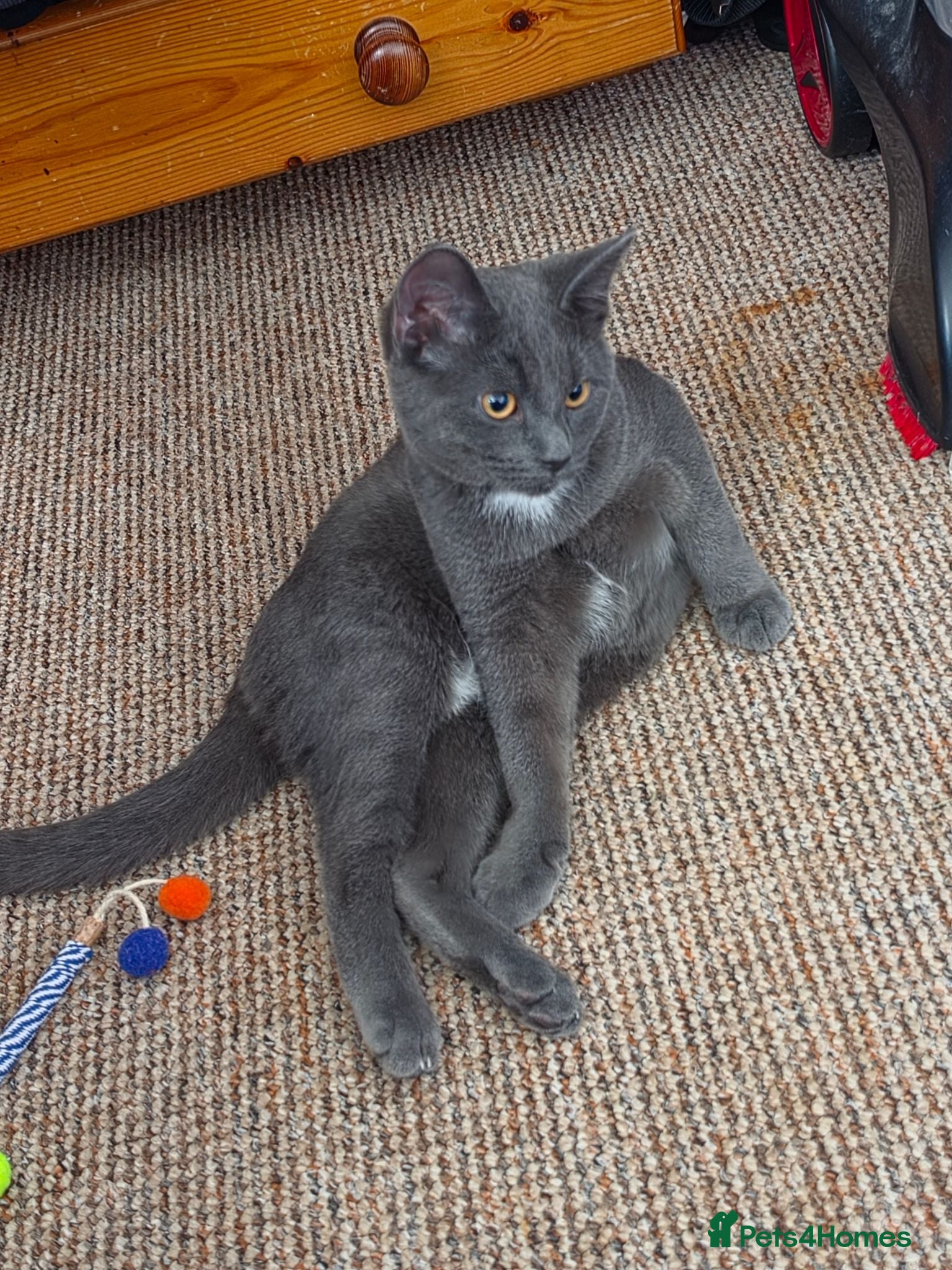Mixed Breed cats Grey kitten - Advert 4