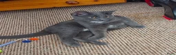 Mixed Breed cats for sale: Grey kitten in Birmingham - Advert 1