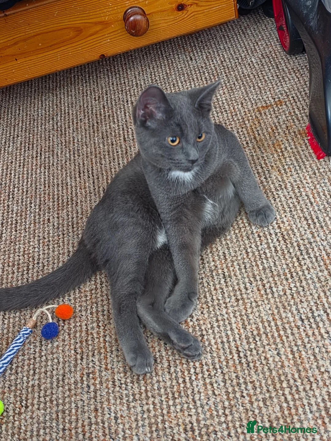 Mixed Breed cats for sale: Grey kitten in Birmingham - Advert 1