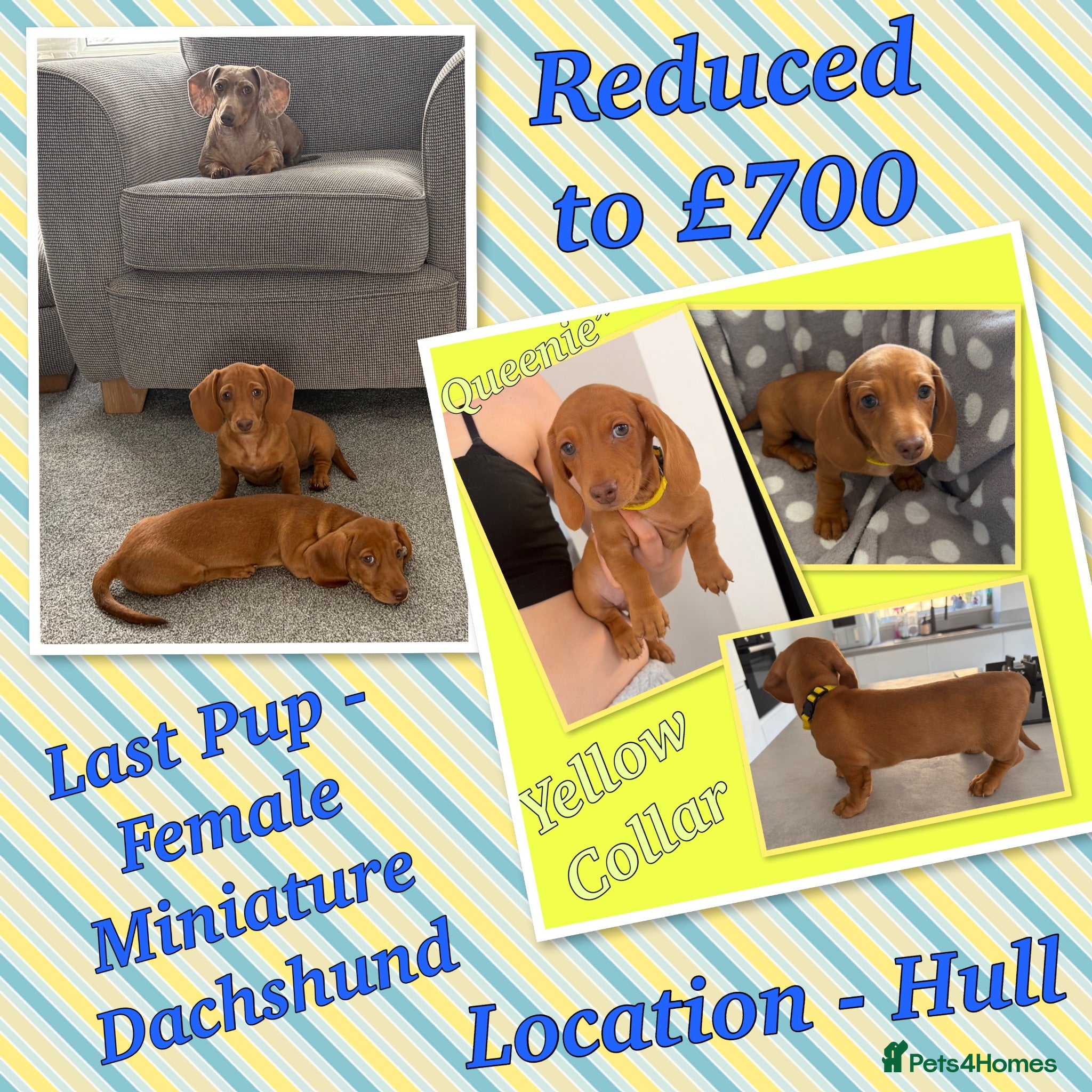Miniature Dachshund dogs Miniature Dachshund Puppies - Advert 4