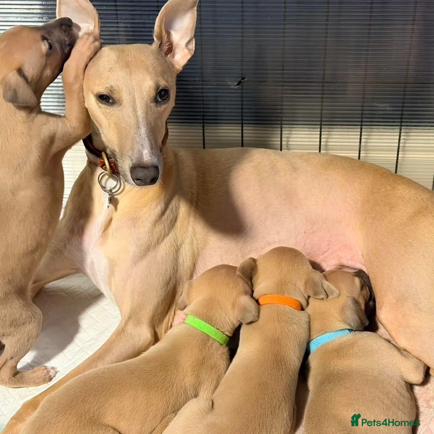 Whippet dogs K.c whippet  - Advert 1