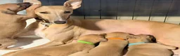 Whippet dogs for sale: K.c whippet  - Advert 1