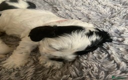 Cockapoo dogs for sale: F1 cockapoos beautiful litter 5 left* - Image 33