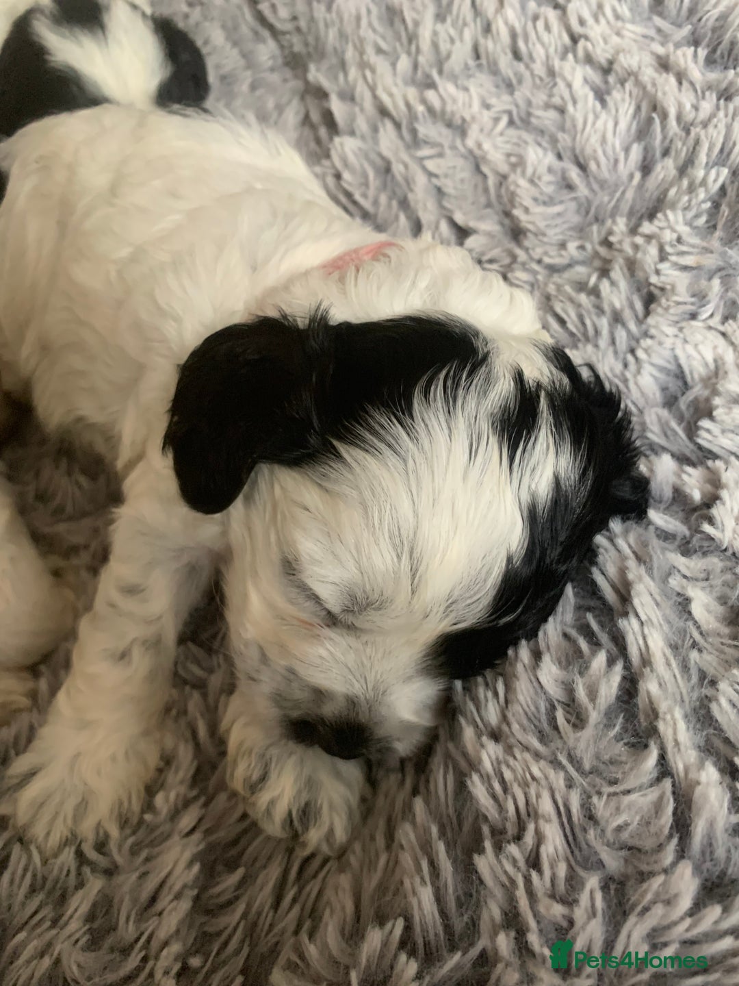 Cockapoo dogs for sale: F1 cockapoos beautiful litter 5 left* - Image 33