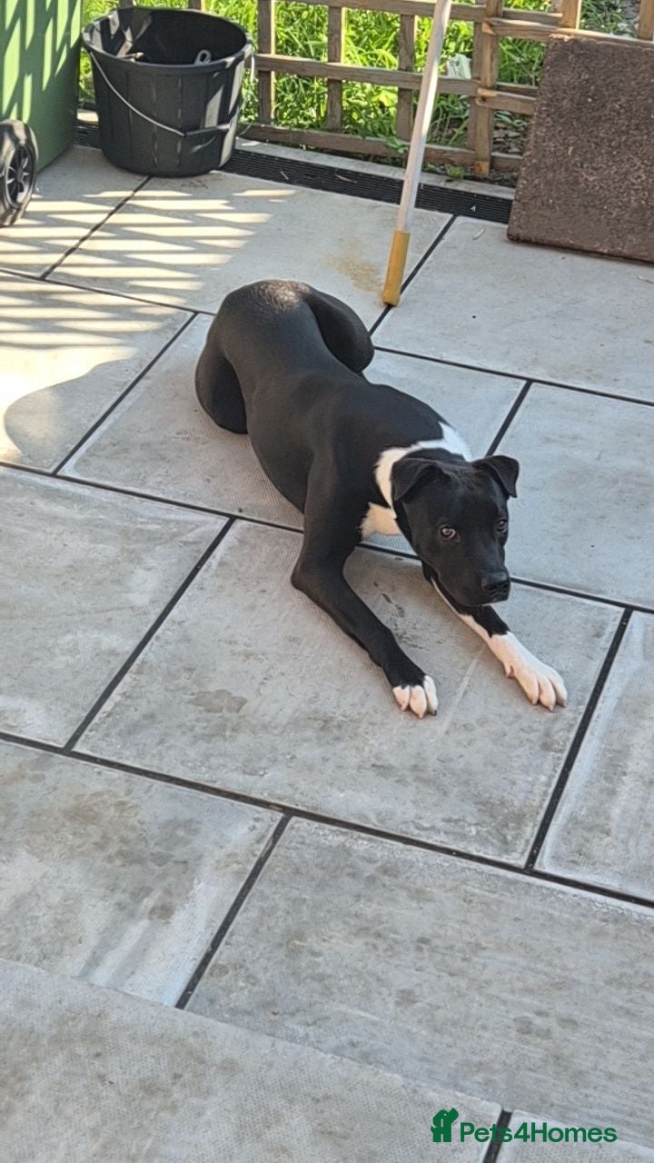 Mixed Breed dogs 10 month old mixed breed male - Advert 10