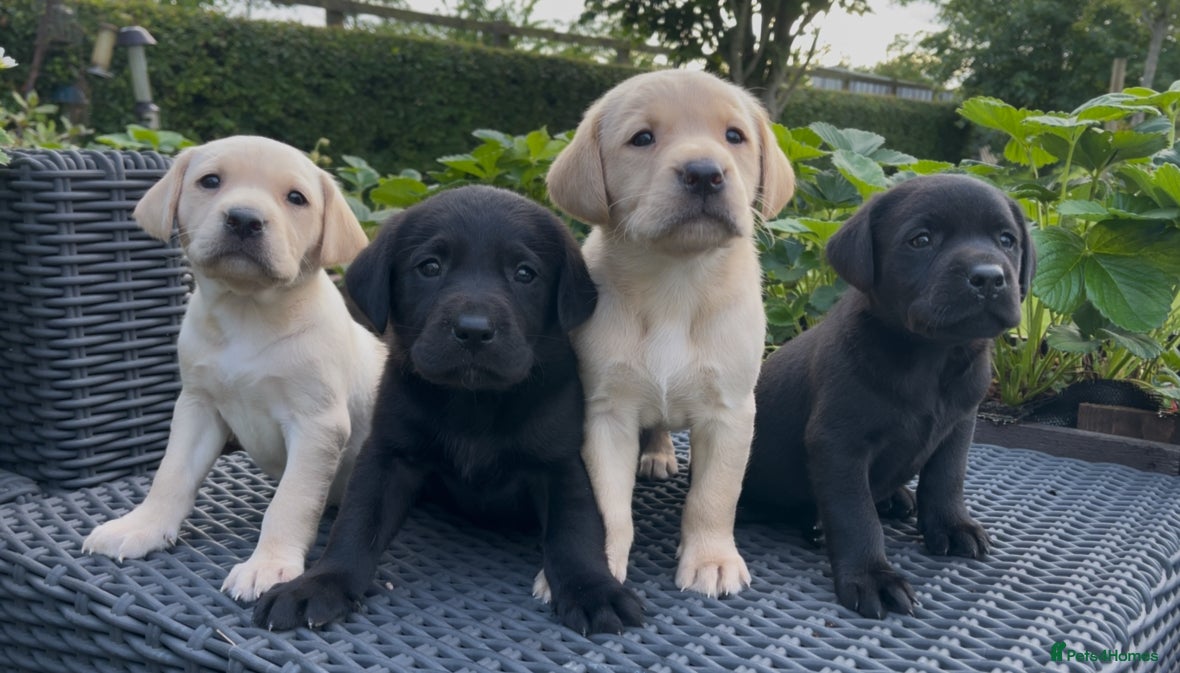 Labrador Retriever dogs KC Reg Labrador Retriever Puppies Health Tested - Advert 1