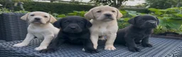 Labrador Retriever dogs for sale: KC Reg Labrador Retriever Puppies Health Tested - Advert 3