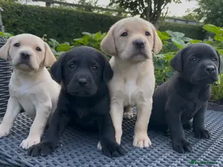 Labrador Retriever dogs for sale: KC Reg Labrador Retriever Puppies Health Tested - Advert 2