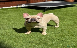 French Bulldog dogs for stud: 🌟🔥LILAC PLATINUM KC REG FRENCH BULLDOG STUD🔥🌟 in Uxbridge - Image 6