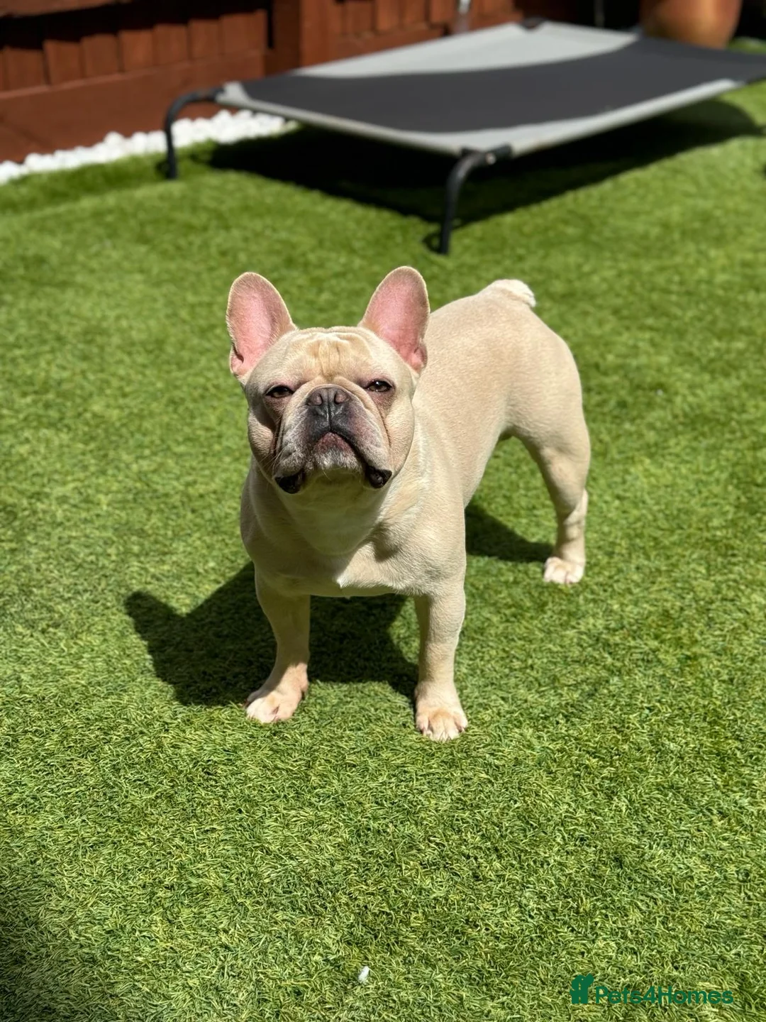 French Bulldog dogs for stud: 🌟🔥LILAC PLATINUM KC REG FRENCH BULLDOG STUD🔥🌟 in Uxbridge - Advert 7