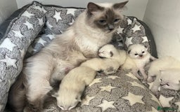 Siberian cats for sale: 🩵🩵Stunning Siberian Neva Masquerade Babies🩵🩵 - Image 26