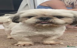 Shih Tzu dogs for stud: KC registered stud dog in Cullompton - Image 5