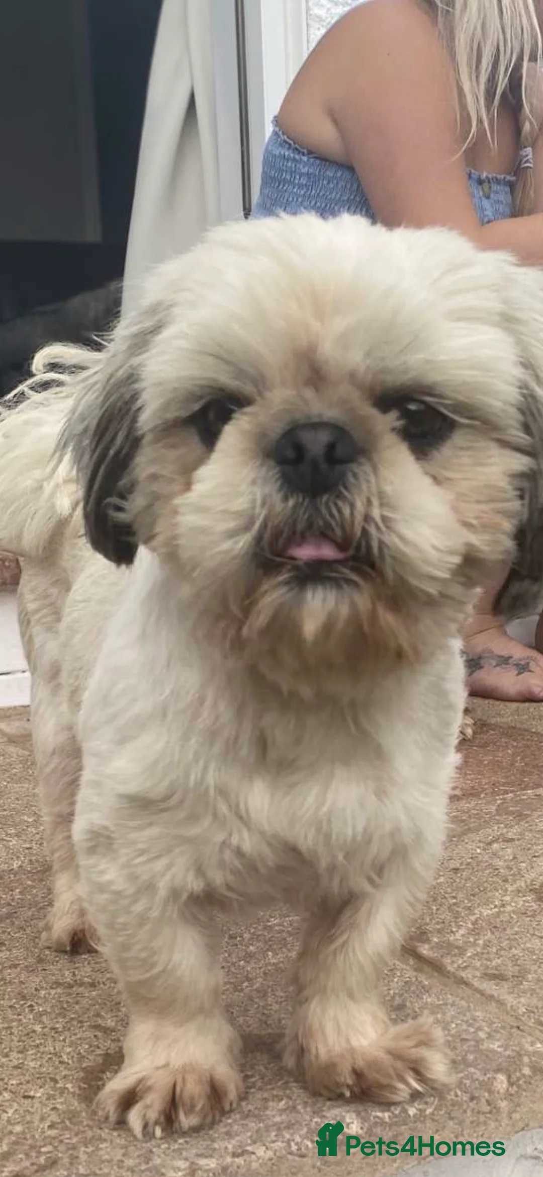 Shih Tzu dogs for stud: KC registered stud dog in Cullompton - Advert 5