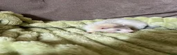 Ferret rodents for sale: Beautiful Baby Ferrets for Sale ❤️ - Advert 16