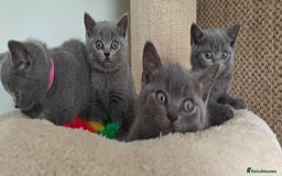 British Shorthair cats for sale: British shorthair blue/lilac kittens  - Image 28