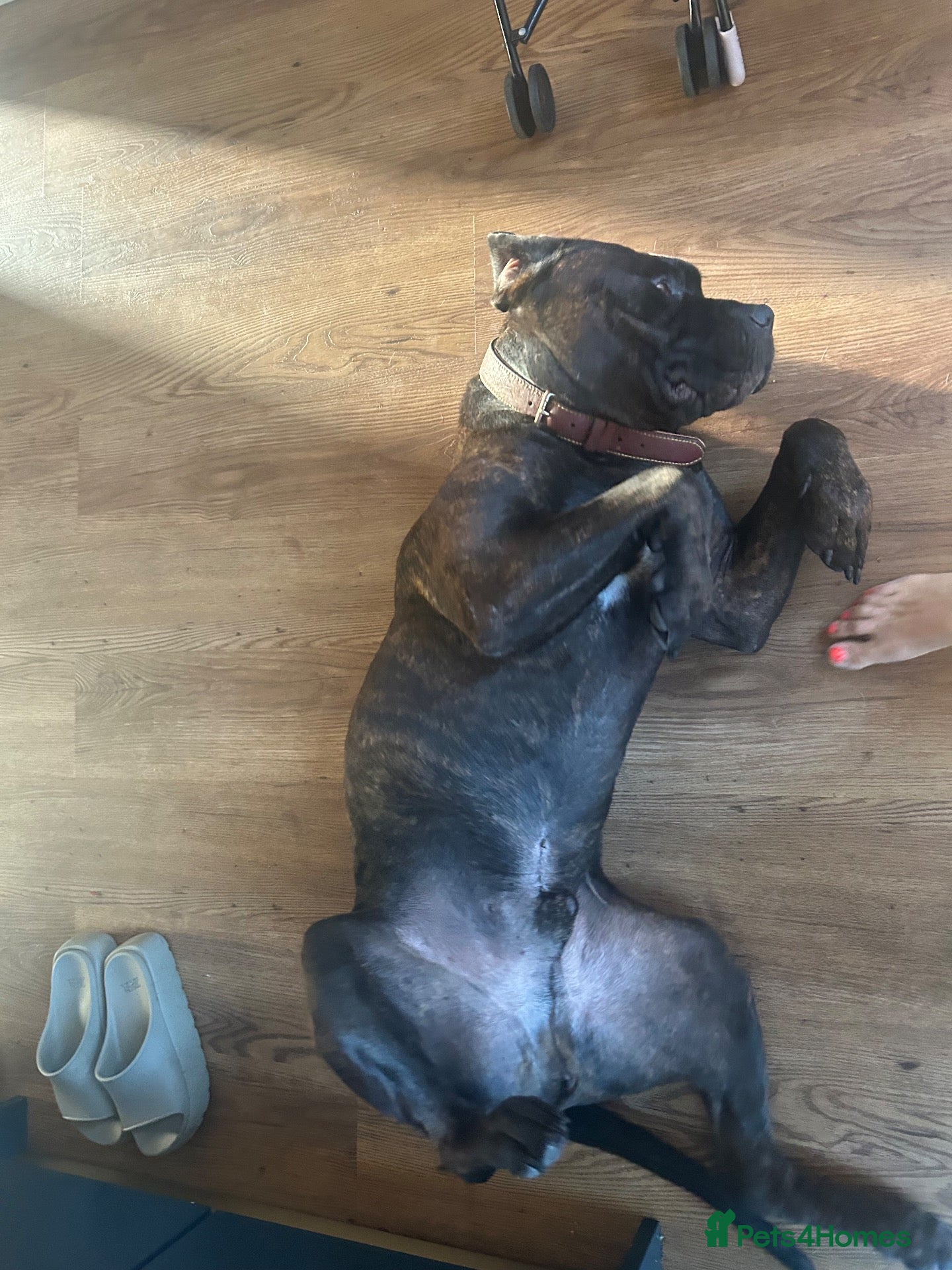 Mixed Breed dogs Benson, 5yo Cane Corso Seeking Loving Home ❤️ - Advert 2