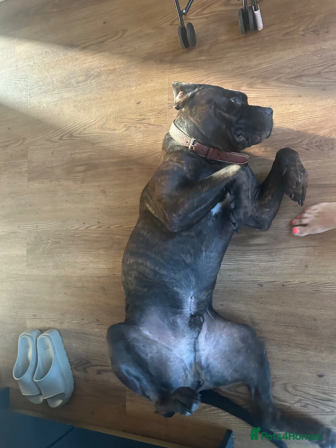 Mixed Breed dogs for sale: Benson, 5yo Cane Corso Seeking Loving Home ❤️ in Dunmow - Advert 2