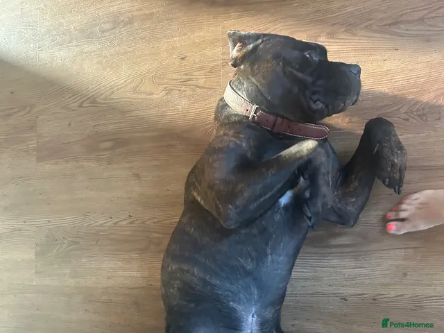 Mixed Breed dogs for sale: Benson, 5yo Cane Corso Seeking Loving Home ❤️ - Advert 2