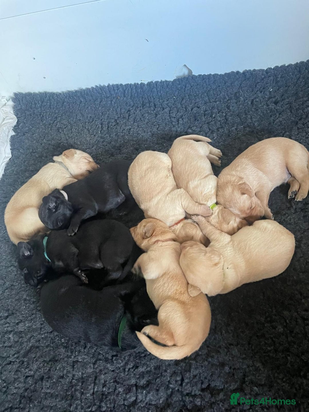 Labrador Retriever dogs for sale: Labrador Retriever – KC Registered - Image 3