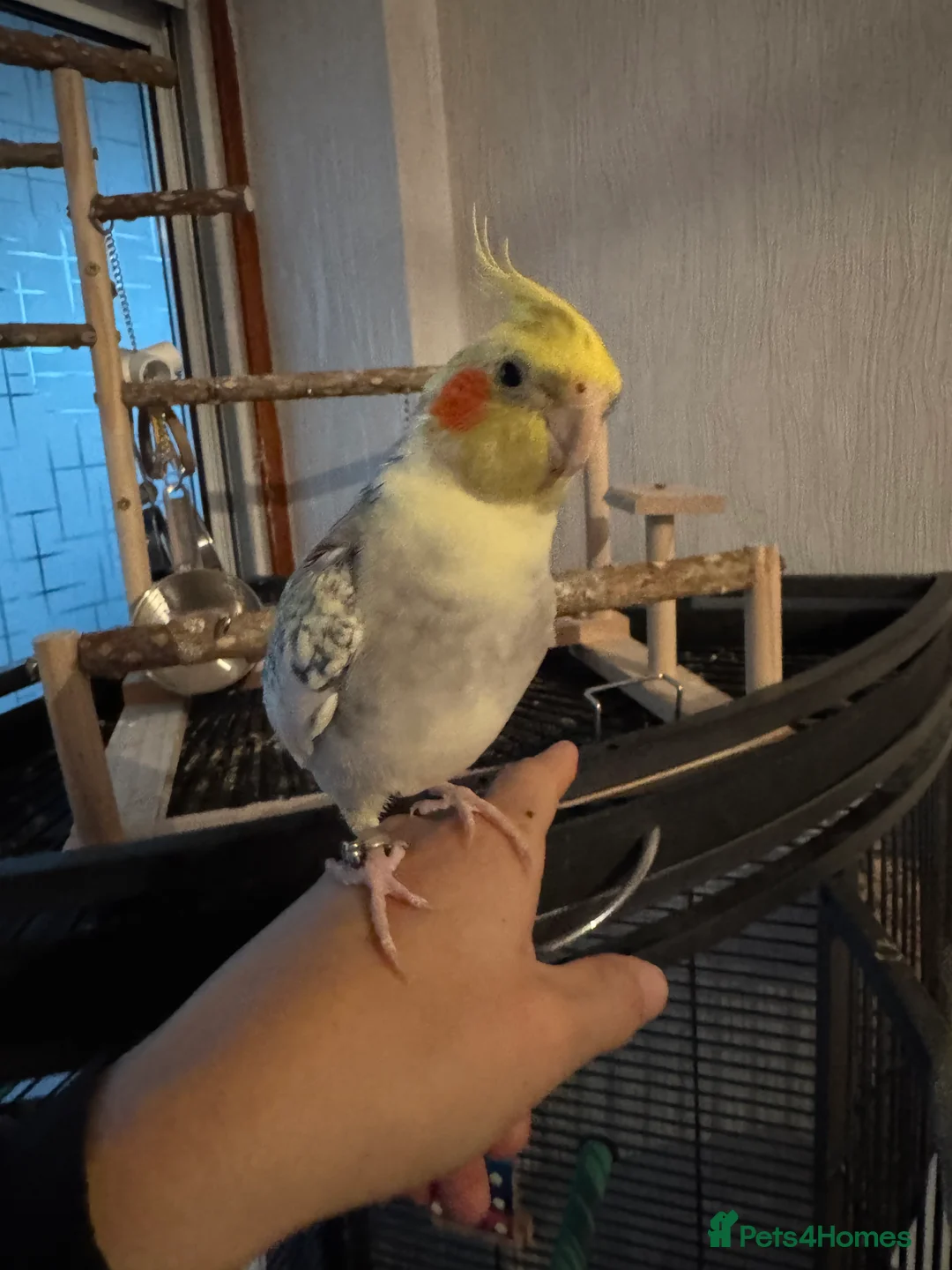 Cockatiels birds for sale: Friendly Cockatiel  - Advert 8